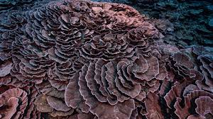 Image result for Tahitian Coral 1958 Imperial