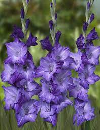 Name Of This Gladiolus Blue Mountain Bot Flowerbulbs Lilium Flower Bulbs Bulbos Bulbosas Lirio Lirios V Gladiolus Flower Gladiolus Beautiful Flowers
