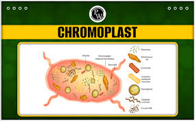 Plastid Class 9 Biology Notes