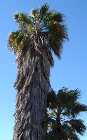 Image result for Washingtonia filifera