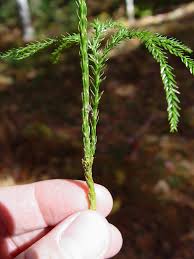 Image result for Discopodium