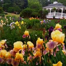 Mp Flower Gardens In Alpharetta Ga Stunning Irises And Day Lilies Flower Garden Day Lilies Beautiful Gardens