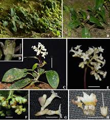 Image result for Diclis