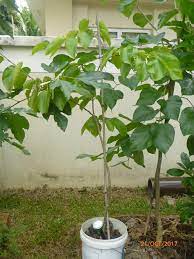 Pokok sudah berbuah di dalam pasu. Penangan Baja Redbull Pokok Mulberry Pakistan Berbuah Lebat Impiana