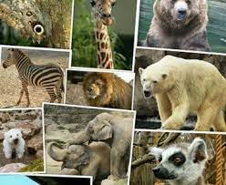Ini lah alasan asal usul penjara manusia, di mana setiap insan yang. Zoo Animals Hewan Apa Saja Yang Ada Di Kebun Binatang Toluna