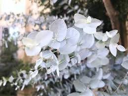 ユーカリの育て方 挿し木や剪定 鉢植えの植え替えの方法は Horti ホルティ By Greensnap