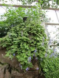 Image result for Coleus hadiensis