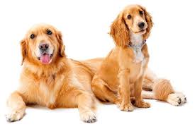 Golden Cocker Retriever Guide The Ultimate Family Pet Perfect Dog Breeds