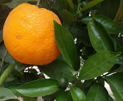 It is the better growing tree for backyards as it. When To Pick Oranges And Tangerines Greg Alder S Yard Posts Southern California Food Gardening