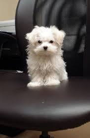 Looks Just Like My New Puppy Brooklyn Named After Brooklyn Bridge By Frank Sinatra So Cute Evcil Hayvanlar Kopek Hayvanlar