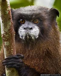 Black Mantled Tamarin Huaca Huaca Mocoa Putumayo Colombia Saguinus Nigricollis Huaca Huaca Hostel Mocoa Putumayo Colombia 201 Mantle Putumayo Animals
