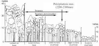 Image result for Leptonychia tokana