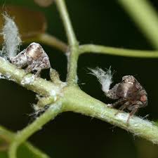 Image result for Bussea xylocarpa