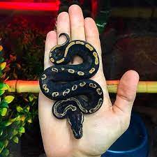 Click The Image To See More Pastel Enchi Pinstripe Pied Possible Yellow Belly Gorgeous Snake Ballpython Ballpythons Cute Snake Cute Reptiles Pet Snake