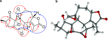 Image result for Croton kilwae