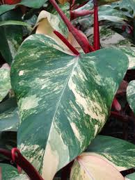 Philodendron Strawberry Shake Plant In 2x2x7 Pot In 2020 Philodendron Plants Variegated Plants
