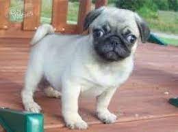 Ibuywesell Buy Sell Free Advertising Post Ads Classified Buying Selling Free Pug Puppies Pug Puppies Pug Puppies For Sale