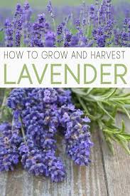 How To Grow Lavender And Propagate It Garden Lovin Growing Lavender Gardening For Beginners Lavender Plant