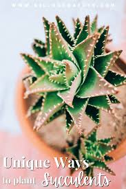 Plants shipped in early spring are dormant. Succulent Varieties Planting Tips Kellogg Garden Organics