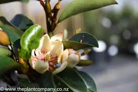 Image result for Pupalia grandiflora