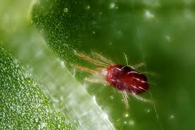 Image result for spotted spider mite