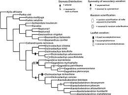 Image result for Alantsilodendron pilosum