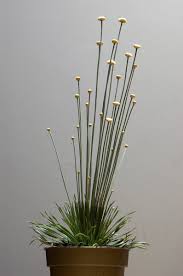 Image result for Syngonanthus angolensis