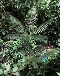 Image result for Pteris tripartita