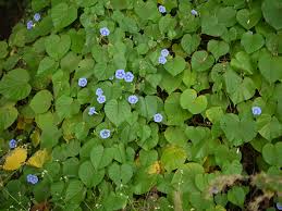 Image result for Ipomoea parasitica