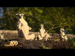 Seizoen 12 aflevering 1 episode 1. Une Saison Au Zoo Episode 15 Saison 1 Video Dailymotion