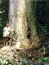 Image result for Entandrophragma delevoyi