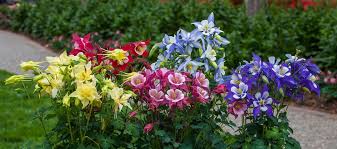 Image result for Aquilegia vulgaris Tower Mix
