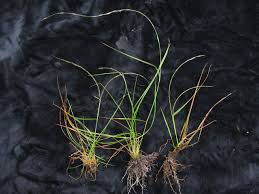 Image result for Tripogon