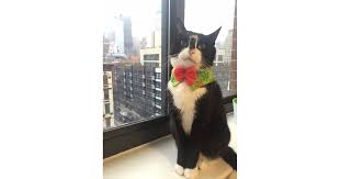Petsmart canada, largest specialty pet retailer in north america. Petsmart Pet Holiday Holiday Bowtie Dog Collar Your Favorite Celebrity Pets Have Spoken And This Is What They Want For Christmas Popsugar Pets Photo 20