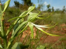 Image result for Bonatea antennifera