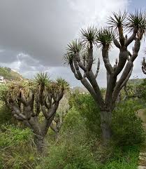 Image result for Dracaenaceae
