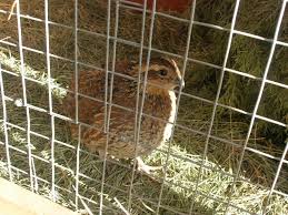 How to keep quail out of your garden. Housing And Feeding Your Quail Backyard Chickens Learn How To Raise Chickens