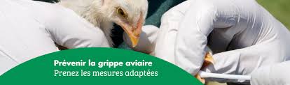 Ce 14 avril, la préfecture annonce la levée de la zone de protection dite coalescente. La Grippe Aviaire Volaille