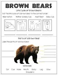 All About Brown Bears Brown Bear Bear Animal Life Cycles