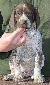 A multipurpose hunting dog, the german wirehaired pointer enjoys human companionship and bonds closely with his family. German Shorthaired Pointer Puppies For Sale Petfinder