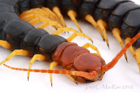 North America S Largest Centipede Insectos Animales Aranas