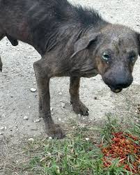 🆘 URGENT FOSTER NEEDED 🆘 This poor dog was spotted over the weekend by  one of our volunteers. Thankfully the ambulance was able to secure him. He  is in BAD SHAPE. He's
