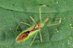 Most gardeners think that the assassin bug is quite beneficial because it feeds on several insects like flies, ladybugs, bees, caterpillars, and other. Who Let The Bugs Out Purdue Entomology Insect Collect Supplies Specimen Mounting Identifying Displaying Preserve Labels