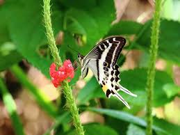 Sep 06, 2021 · butterflies and caterpillars (the larval stage in the butterfly life cycle) provide food for birds and other organisms, pollinate flowers, and are easy to attract to a garden or backyard landscape. New Species Of Swallowtail Butterfly Discover Eurekalert