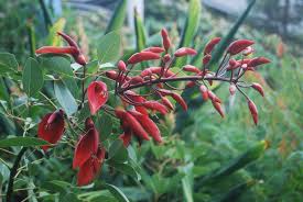 Image result for Erythrina crista-galli