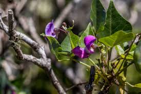 Image result for Dolichos sericeus