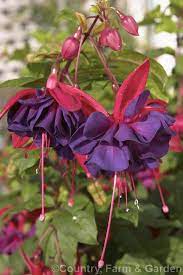 Fuchsia Voodoo A Bushy Very Heavy Blooming Hybrid With Large Fully Double Flowers It Was Introduced In 1953 By The American Br Fuchsia Photo Farm Gardens