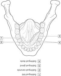 Tortoiseshell and calico coats result from an interaction between genetic and developmental factors. Cool Dental Anatomy Coloring Book 2nd Edition Sugar And Spice