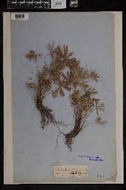 Image result for Aleuritopteris welwitschii