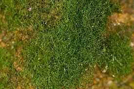 Image result for Crepidomanes chevalieri